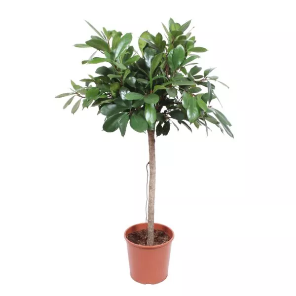 Ficus Cyathistipula boom - 150 cm