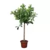 Ficus Cyathistipula boom - 250 cm - ø50