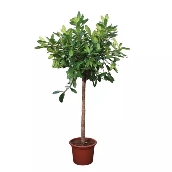 Ficus Cyathistipula boom - 250 cm