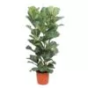 Ficus Lyrata struik