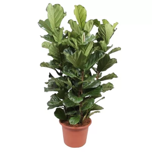 Ficus Lyrata struik - 200 cm