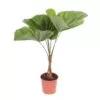 Licuala Grandis (Waaierpalm) - 140 cm - ø27 cm