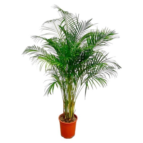 Dypsis Lutescens (Areca Palm)