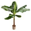 Bananenplant (Musa) - 250 cm - ø30 cm