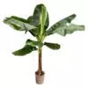 Bananenplant (Musa) - 250 cm - ø30 cm