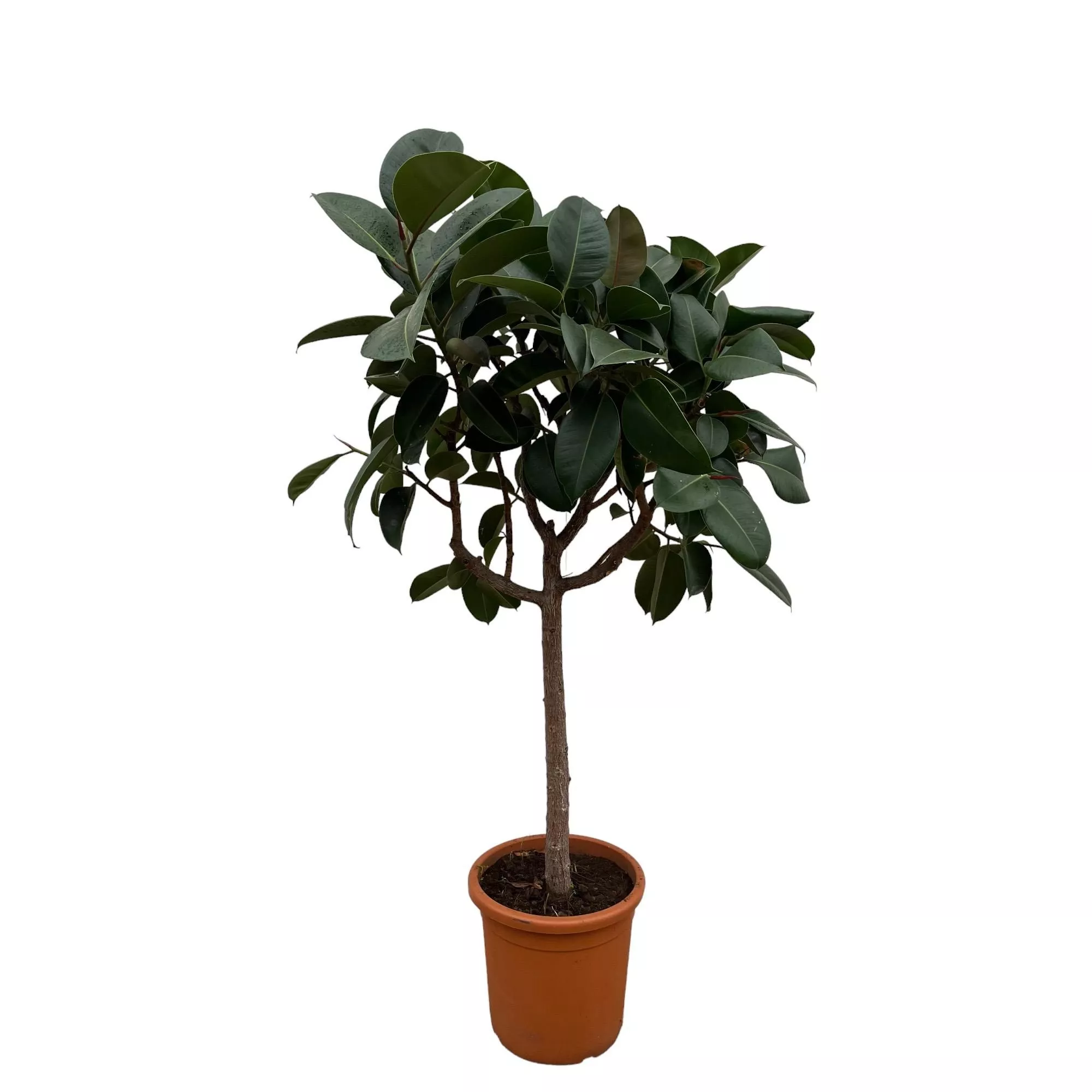 Ficus Elastica Robusta op stam 