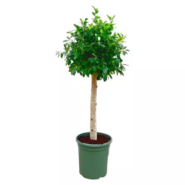 Ficus Nitida op stam 