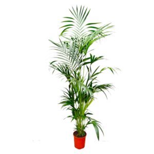 De Kentia Palm  