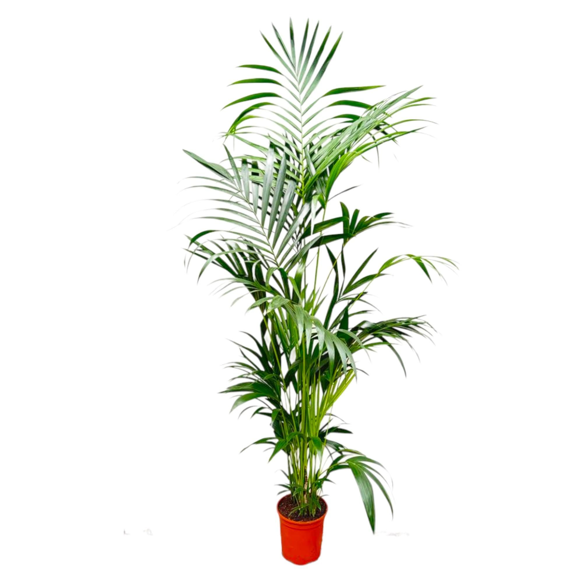 De Kentia Palm  