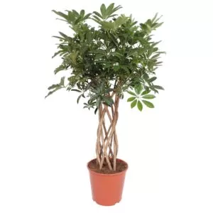 Schefflera Arboricola Compacta gevlochten stam