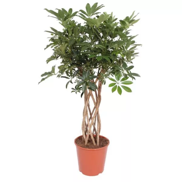 Schefflera Arboricola Compacta gevlochten stam