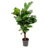 Ficus Lyrata vertakt - 150 cm - ø24 cm