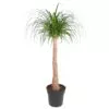 Beaucarnea stam