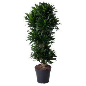 Dracaena Compacta vertakt