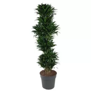 Dracaena Compacta vertakt