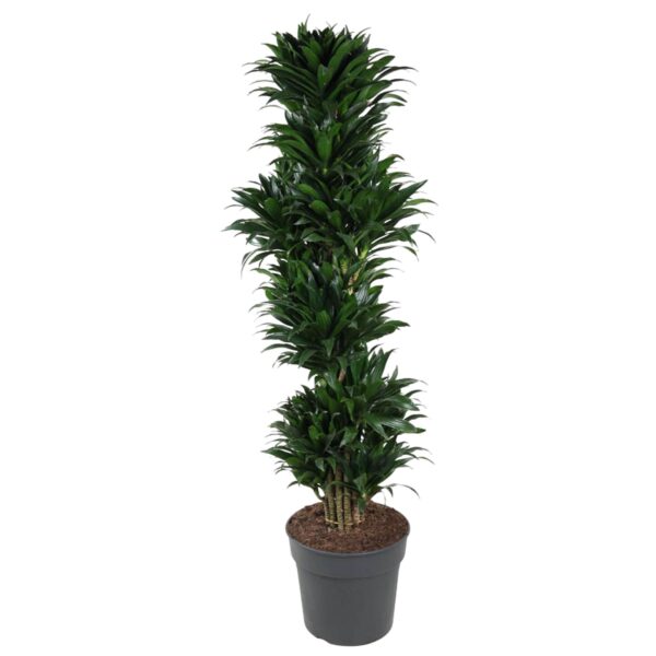 Dracaena Compacta vertakt