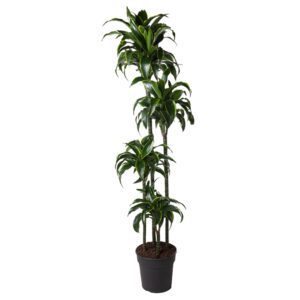 Dracaena Dorado 