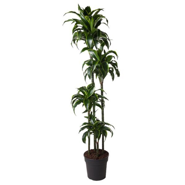 Dracaena Dorado 