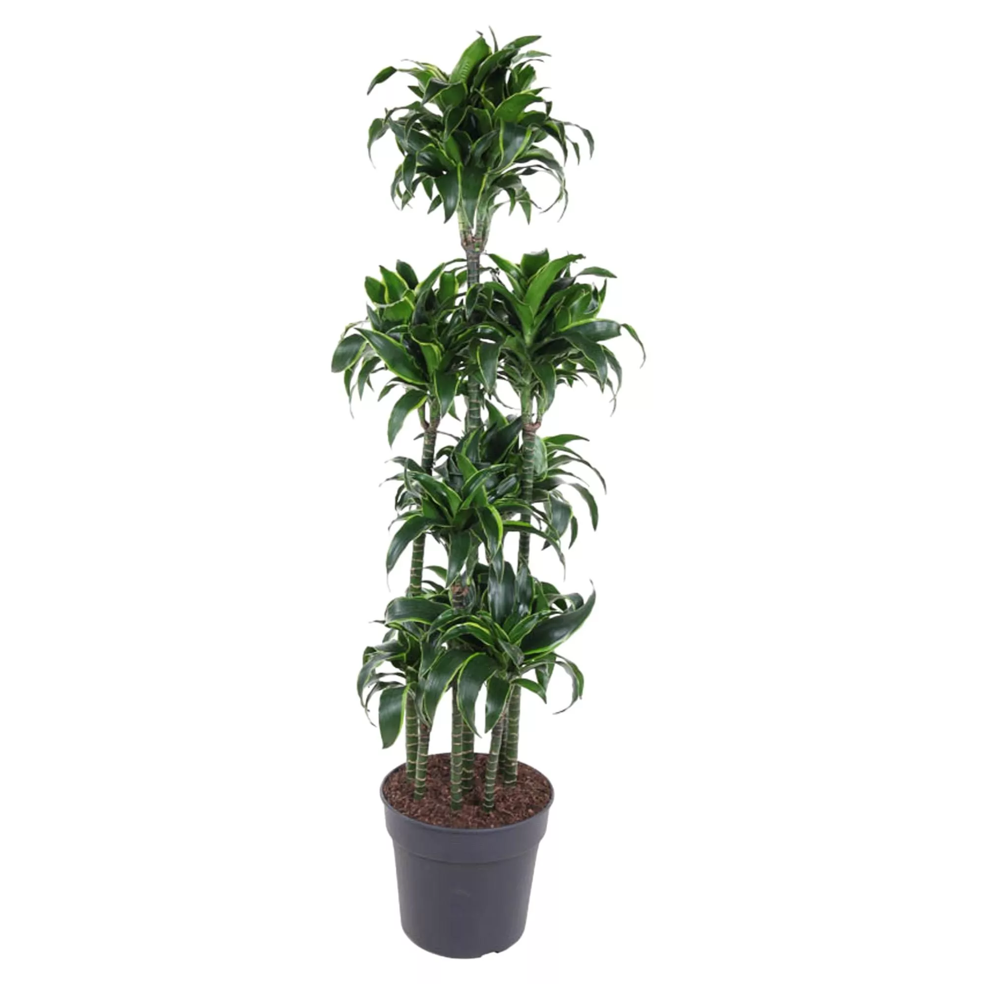 Dracaena Dorado Carrousel