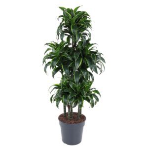 Dracaena Dorado Carrousel