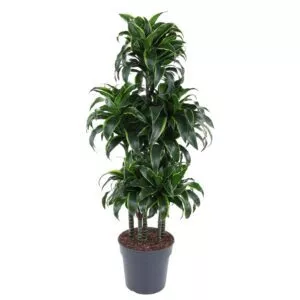 Dracaena Dorado Carrousel