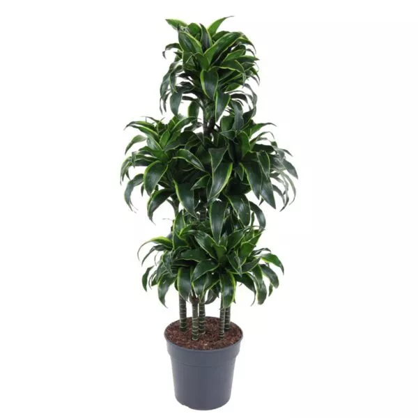 Dracaena Dorado Carrousel