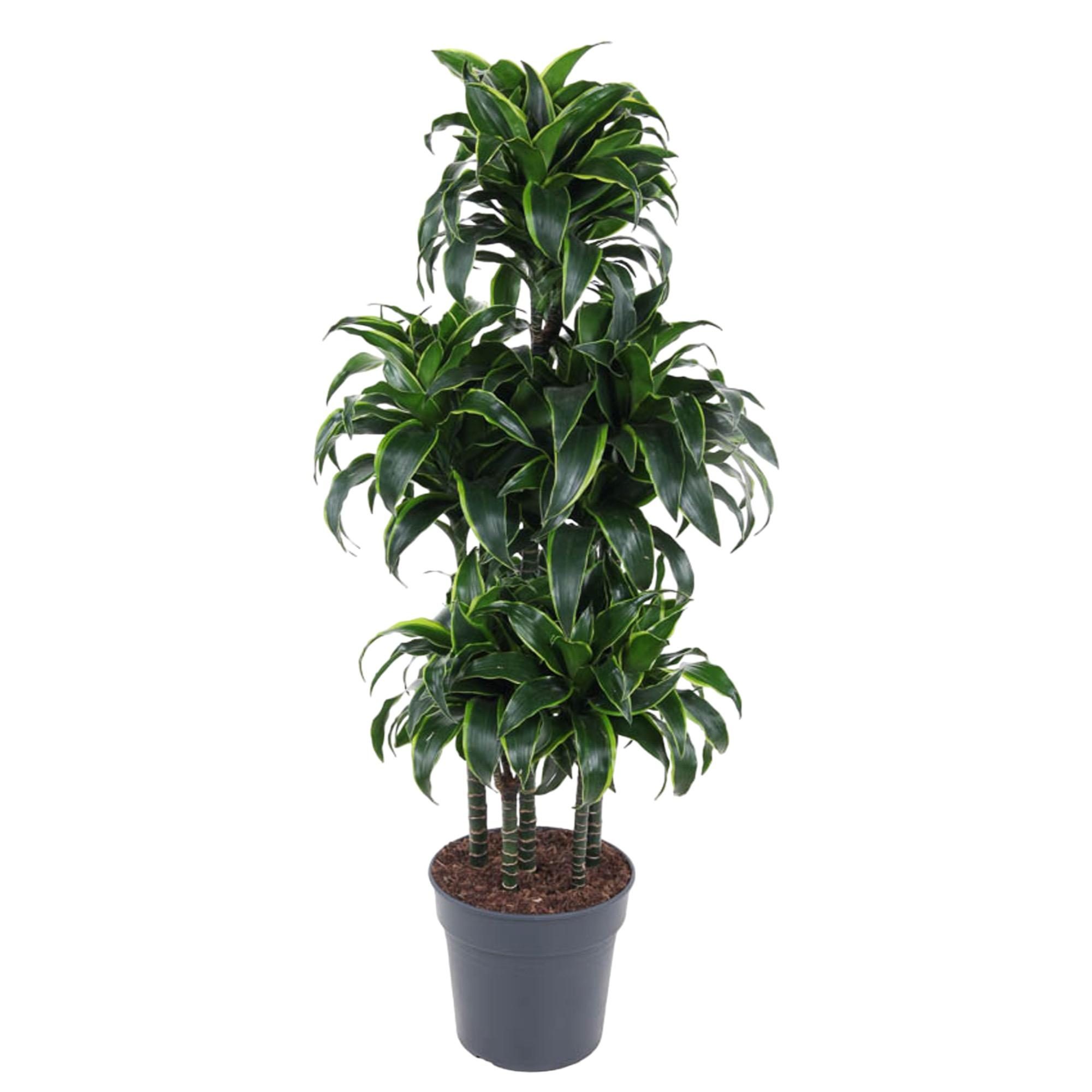 Dracaena Dorado Carrousel