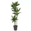 Dracaena Janet Lind