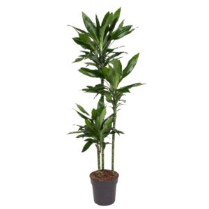 Dracaena Janet Lind