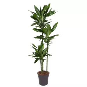 Dracaena Janet Lind