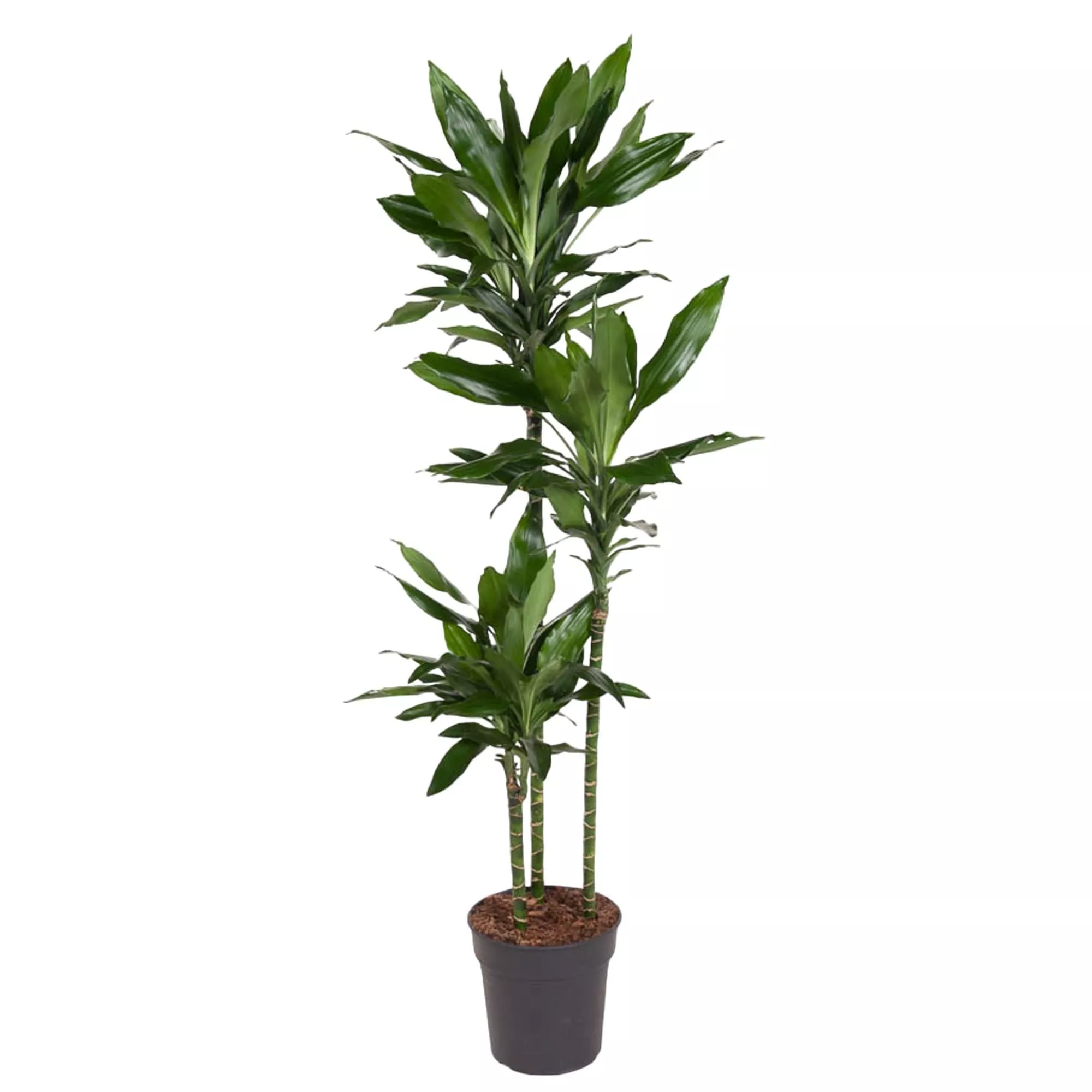 Dracaena Janet Lind