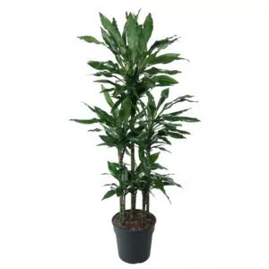 Dracaena Janet Lind Carrousel