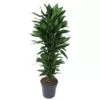Dracaena Janet Lind vertakt