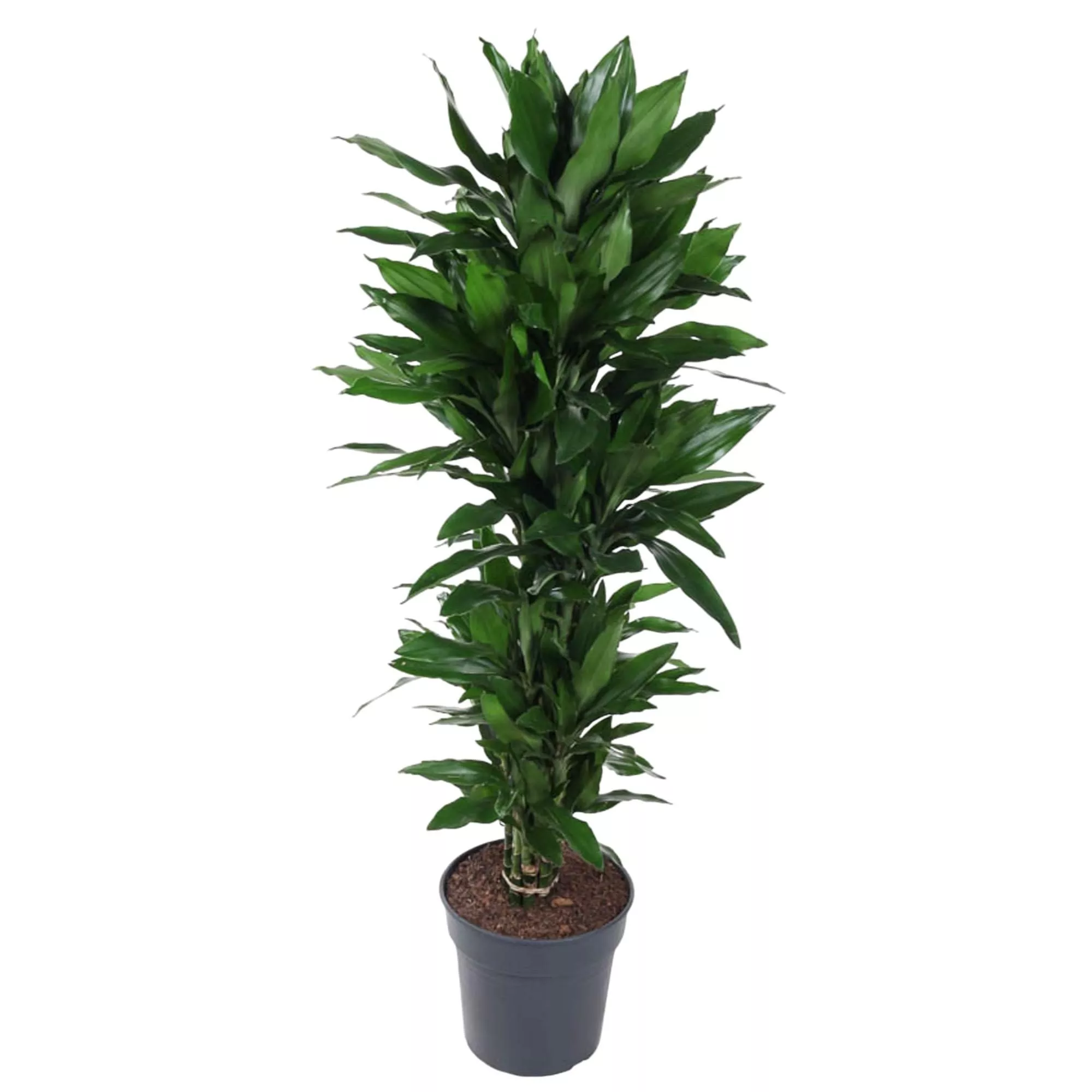 Dracaena Janet Lind vertakt