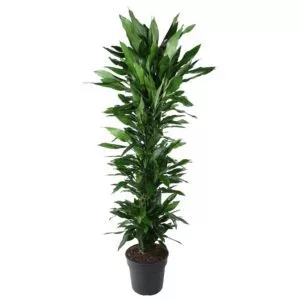 Dracaena Janet Lind vertakt