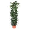 Ficus Alii King zuil