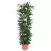 Ficus Alii King zuil