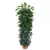 Ficus Cyatistipula zuil