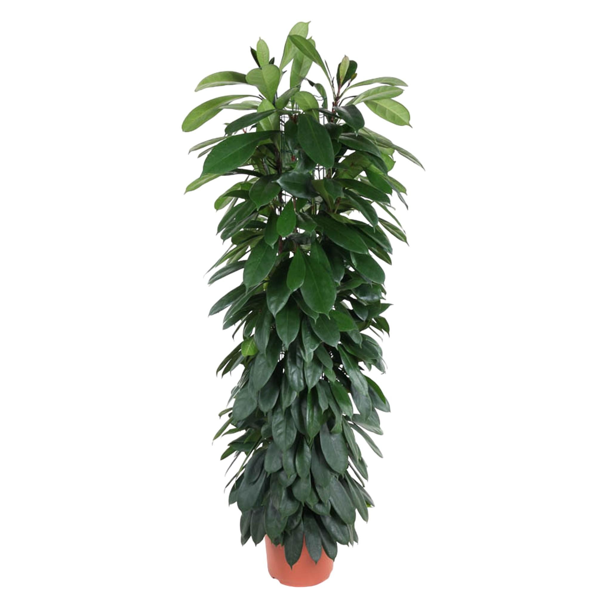 Ficus Cyatistipula zuil