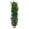 Ficus Cyatistipula zuil - 200 cm - ø35