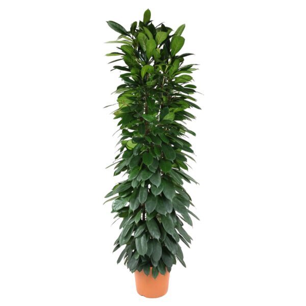 Ficus Cyatistipula zuil - 200 cm