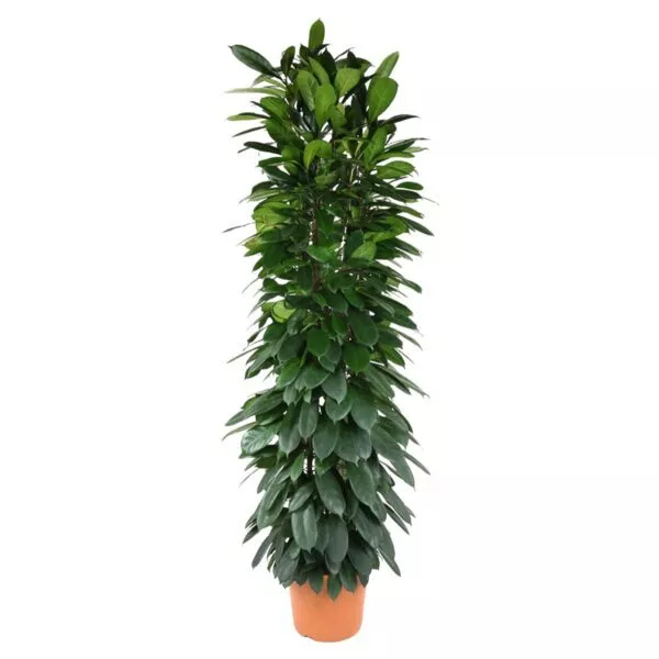 Ficus Cyatistipula zuil - 200 cm