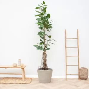 Ficus Benghalensis Audrey Op Stam Met Hangende Wortels