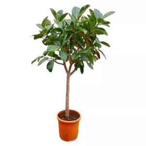 Ficus Elastica Robusta op stam