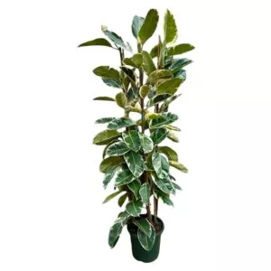 Ficus Elastica Tineke struik