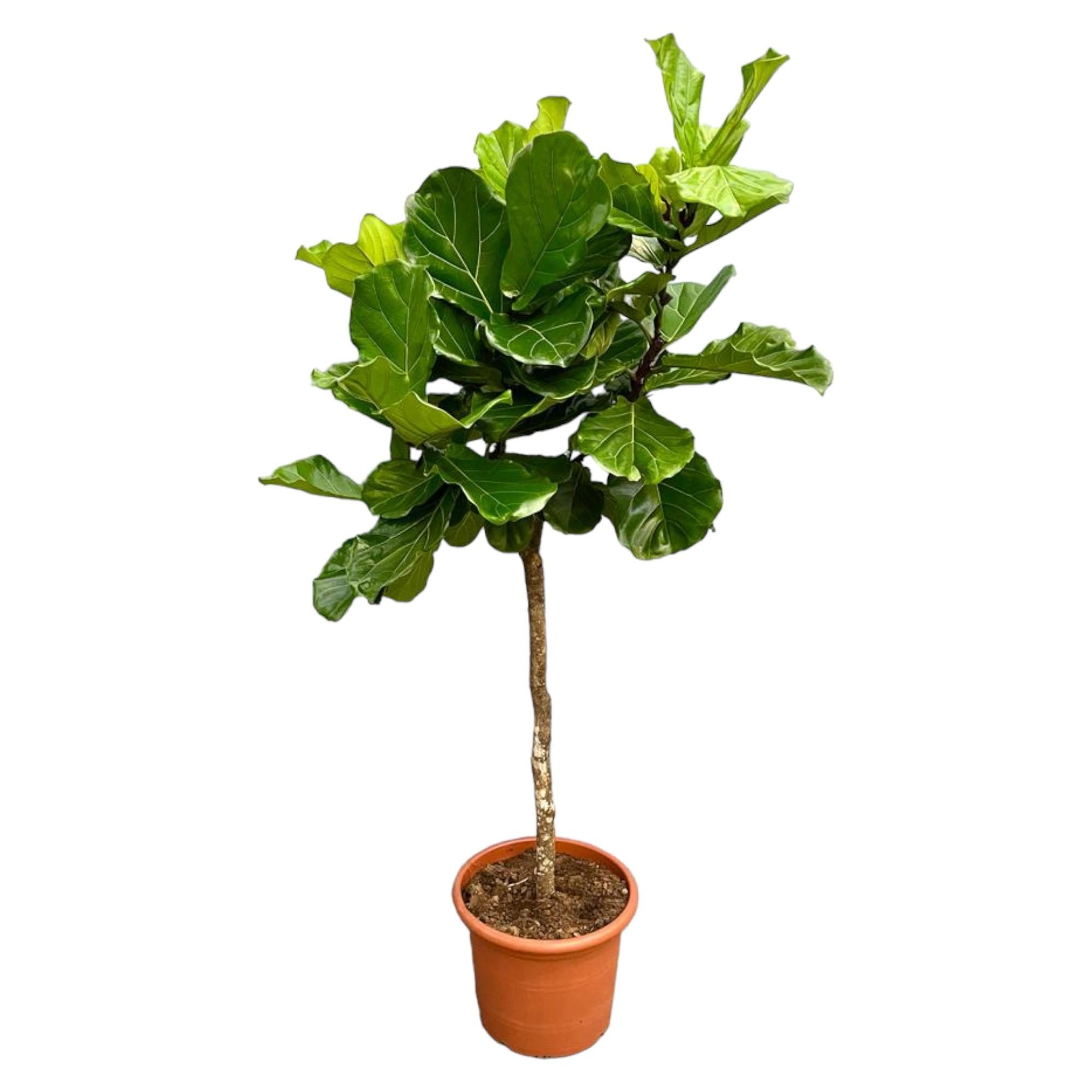 Ficus Lyrata boom