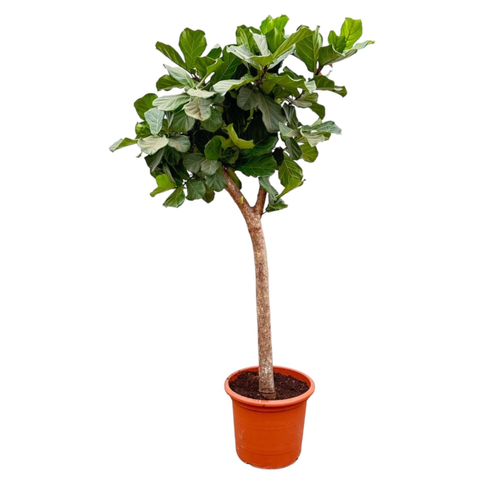 Ficus Lyrata boom