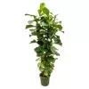 Ficus Lyrata struik XL - 200 cm - ø40 / verwijderd