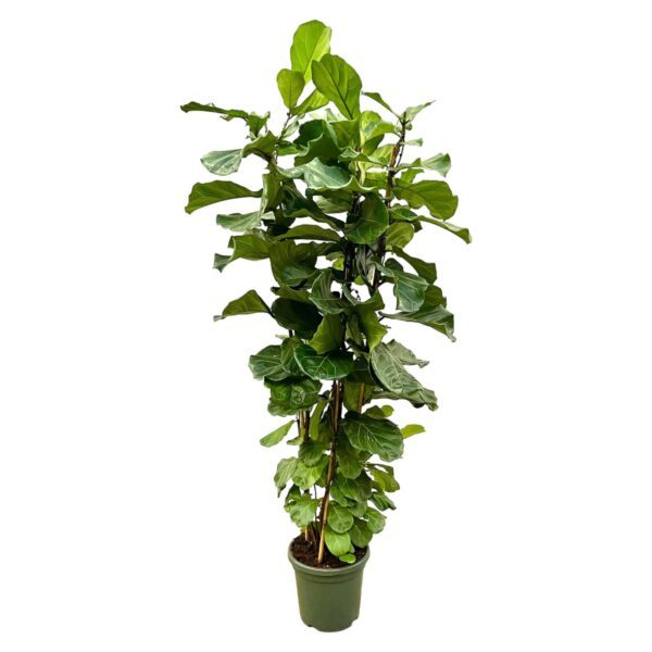 Ficus Lyrata struik - 200 cm