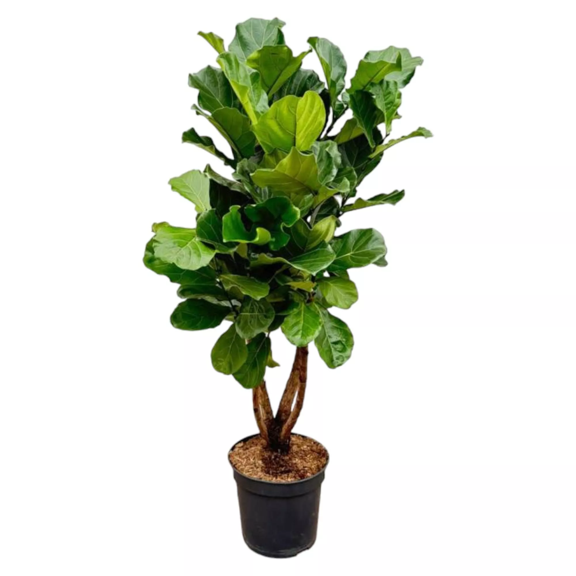 Ficus Lyrata vertakt